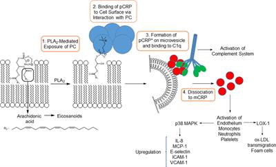 pCRP-mCRP Dissociation Mechanisms as Potential Targets for the Development of Small-Molecule Anti-Inflammatory Chemotherapeutics